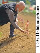 Farmer inspecting soil