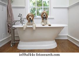 filhotes cachorro, dentro, banheira