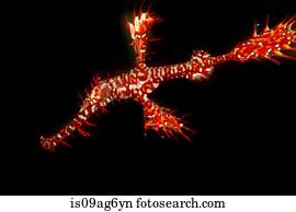 fantasma ornato pipefish, midwater.