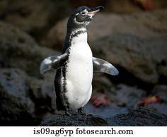 galapagos, penguin.