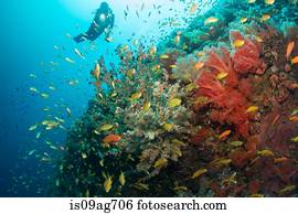 mergulhador, e, coral, reef.