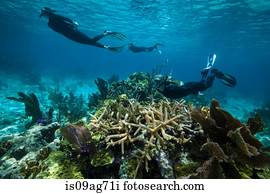 snorkelers, ligado, um, coral, reef.