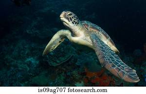 tartaruga, ligado, coral, reef.