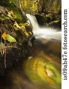 Birch and alder leaves swirling in river, Okanagan Valley, Naramata, British Columbia, Canada