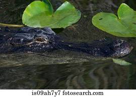 americano, alligator.