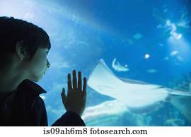 Boy admiring sea life in aquarium