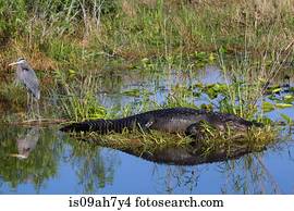 jacaré, azul, Heron.