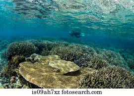 snorkeler, ligado, coral, reef.