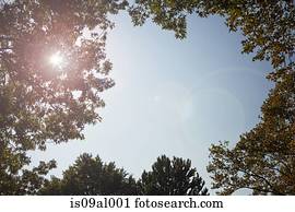 Trees against clear sky, low angle