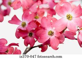 Dogwood blossom