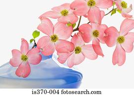 Dogwood blossom