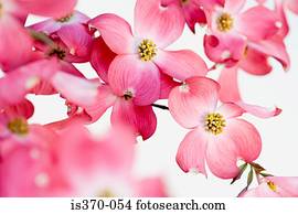 Dogwood blossom