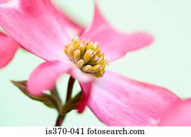 Dogwood blossom