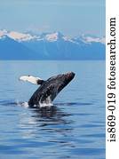 um, breaching, baleia humpback, em, alasca