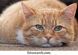 are male orange tabby cats rare are male orange tabby cats rare