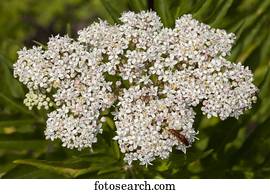 Sambucus Stock Photo Bilder 1 525 sambucus Lizenzfreie 