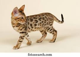 Bengal Cat Kitten Coat Colour Brown Rosetted 16 Weeks Stock Photograph Ibleri Fotosearch