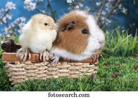 swiss teddy guinea pig