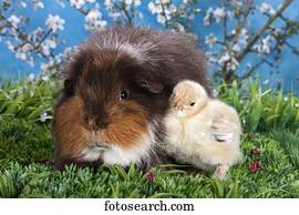 swiss teddy guinea pig