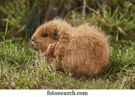 swiss teddy guinea pig