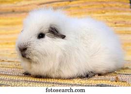 swiss teddy guinea pig