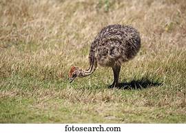 南アフリカ人 ダチョウ Struthio Camelus Australis 若い 鳥 食べ物を捜す 喜望峰 テーブル 山 国立公園 西の土地回復令状 南アフリカ アフリカ ストックフォト 写真素材 Ibxson Fotosearch