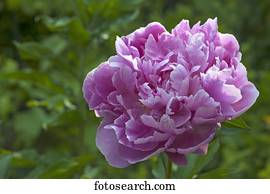 花 的 A 粉紅色 牡丹 Paeonia 德文郡 英國 歐洲種類最齊全的圖像 Ibxpwa Fotosearch