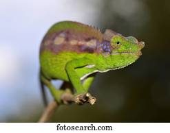 Antimena Chameleon (Furcifer antimena), near Ifaty, Madagascar, Africa