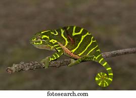Chameleon of the newly discovered species Furcifer timoni, female, Montagne d'Ambre, Madagascar, Africa