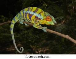 Panther Chameleon (Furcifer pardalis), male in mating colours, near Ankify, Madagascar, Africa