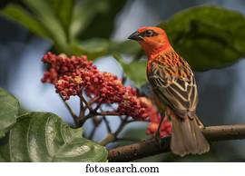 Red Fody (Foudia madagascariensis), captive, native to Madagascar