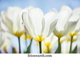 tulip chalice