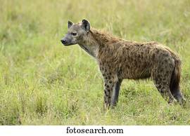 Laughing Hyena Images | Our Top 358 Laughing Hyena Stock Photos