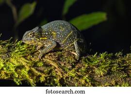 Canopy Chameleon (Furcifer willsii) on mossy branch, female, Analamazoatra, Andasibe National Park, Madagascar, Africa