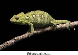 Malagasy giant chameleon (Furcifer oustaleti) on branch, Antananarivo, Madagascar, Africa