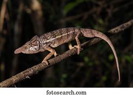 Male rhino chameleon (Furcifer rhinoceratus) on branch, Ankarafantsika National Park, Boeny, Madagascar, Africa