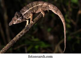 Male rhino chameleon (Furcifer rhinoceratus) on branch, Ankarafantsika National Park, Boeny, Madagascar, Africa
