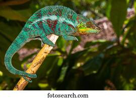 Panther chameleon (Furcifer pardalis), male on a branch, Ambanja, Northwest Madagascar, Madagascar, Africa
