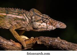 Rhinoceros chameleon (Furcifer rhinoceratus), male on a branch, animal portrait, Ankarafantsika National Park, Boeny, Madagascar, Africa
