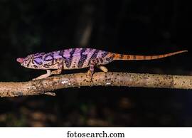 Rhinoceros chameleon (Furcifer rhinoceratus), female on a branch, Ankarafantsika National Park, Boeny, Madagascar, Africa