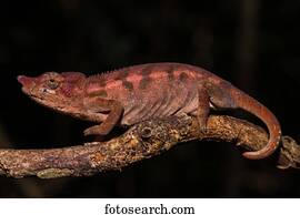 Rhinoceros chameleon (Furcifer rhinoceratus), female on a branch, Ankarafantsika National Park, Boeny, Madagascar, Africa