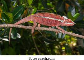 Panther chameleon (Furcifer pardalis), male on a branch, Ankaramibe, Boeny, Madagascar, Africa