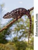 Panther chameleon (Furcifer pardalis) on branch, Ankanin Ny Nofy, Madagascar, Africa