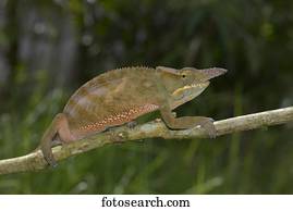 Chameleon (Furcifer bifidus), eastern rainforests, Madagascar, Africa
