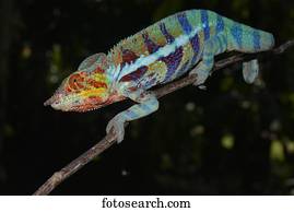 Panther chameleon (Furcifer pardalis), local form Ambanja, West Madagascar