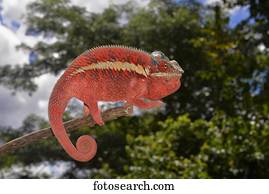 Panther chameleon (Furcifer pardalis), local form Ankaramy, West Madagascar