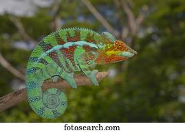 Panther chameleon (Furcifer pardalis), local form Ambanja, West Madagascar