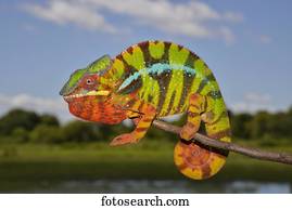 Panther chameleon (Furcifer pardalis), local form Ambilobe, West Madagascar