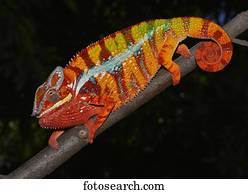 Panther chameleon (Furcifer pardalis), local form Ambilobe, West Madagascar