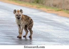 斑点を付けられた Hyena あるいは 笑い ハイエナ Crocuta Crocuta 幼獣 地位 上に ぬれた 道 雨 の後 Kruger の 国立公園 南アフリカ アフリカ 写真館 イメージ館 Ibljed Fotosearch